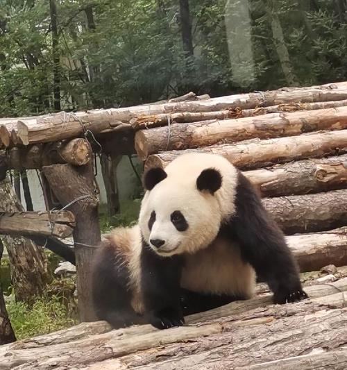 大熊猫跑步技巧（如何培养大熊猫良好的跑步习惯）